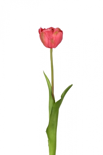 Tulipán bordó 43 cm