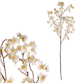 Třešeň, větev, bílá barva.