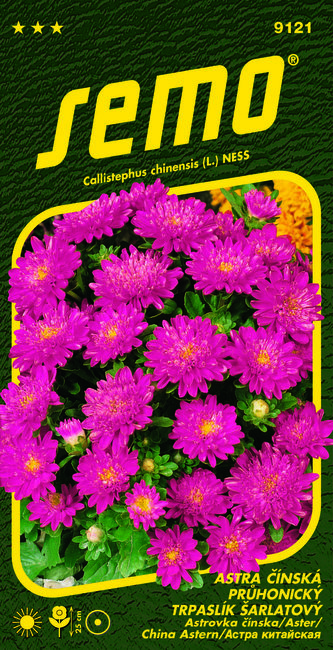 Astra čínská - Pinocchio šarlatový (Průhonický trpaslík) 0,3g (ZÁRUKA 2024)