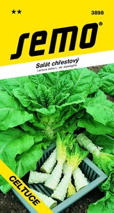 Salát chřestový - Celtuce 0,4g
