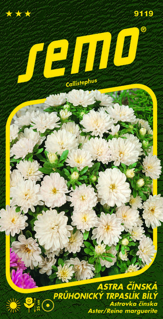 Astra čínská - Pinocchio bílý (Průhonický trpaslík) 0,3g (ZÁRUKA 2024)