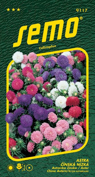 Astra čínská - Colour Carpet (30cm) 0,5g