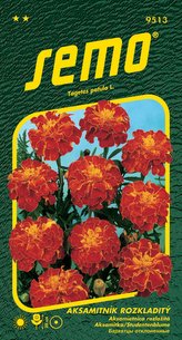 Aksamitník rozkladitý - Carmen 1g