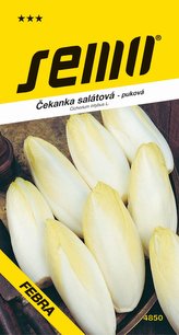 Čekanka k rychlení - Mechelse Middelvroeg puková 0,6g