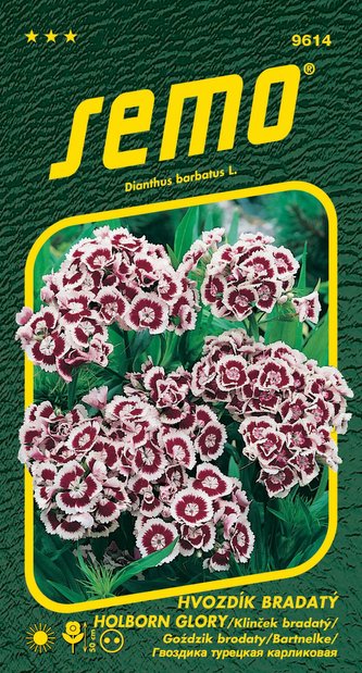 Hvozdík bradatý - Holborn Glory 0,5g