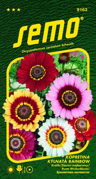 Kopretina kýlnatá - Rainbow mix 0,5g