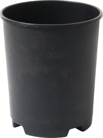 Kontejner růže - 3 l