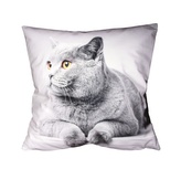 Fotonávlek, Britská kočka, 40 x 40 cm