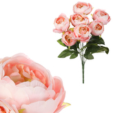 Pivoňky v pugetu, barva meruňková.