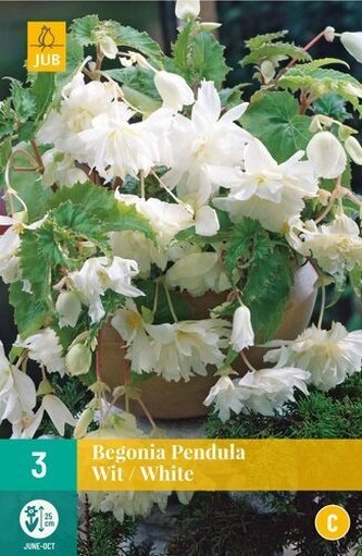 Karta - Begónie PENDULA WHITE (3 cibule) "C"