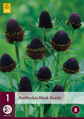 Karta - Rudbeckia BLACK BEAUTY (1 hlíza) "C"