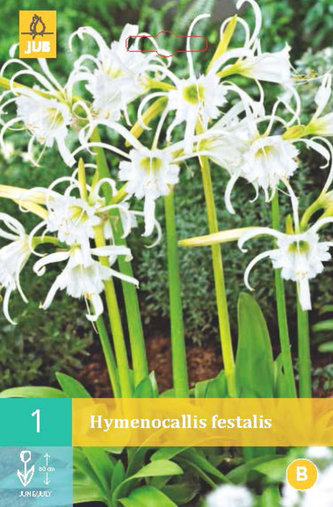 Karta - Ismene bílá  (Hymenocallis Festalis) (1 cibule) "A"