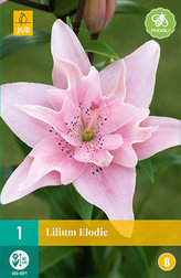 Karta - Lilie ELODIE (1 cibule) "B"