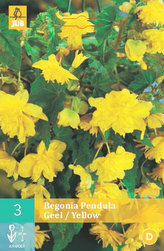 Karta - Begónie PENDULA YELLOW (3 cibule) "C"