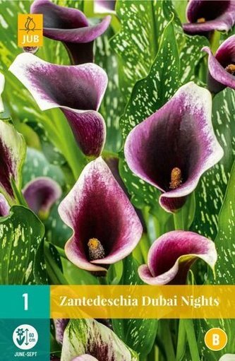 Karta - Kala (Kornoutice) Zantedeschia DUBAI NIGHTS (1 cibule) "B"