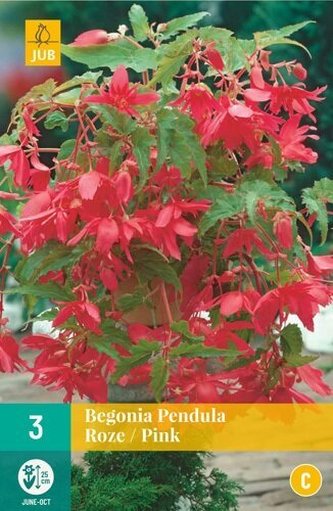 Karta - Begónie PENDULA PINK (3 cibule) "C"