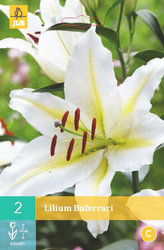 Karta - Lilie BAFERRARI (2 cibule) "B"