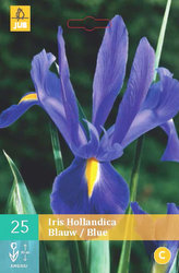 Karta - Kosatec HOLLANDICA BLUE (25 cibulí) "B"