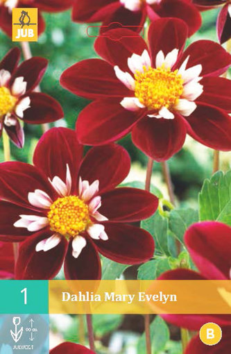 Karta - Jiřina MARY EVELYN (1 hlíza) "B"