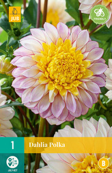 Karta - Jiřina POLKA (1 hlíza) "B"