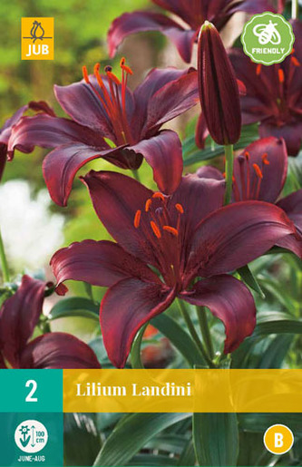 Karta - Lilie LANDINI (2 cibule) "B"