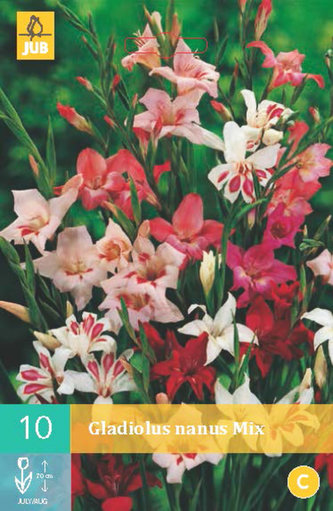 Karta - Mečík NANUS MIX (10 cibulí) "B"