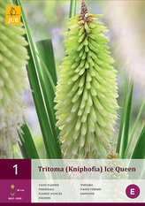 Karta - Mnohokvět hroznatý/Kniphofia ICE QUEEN (1 hlíza) "C"