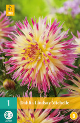 Karta - Jiřina LINDSAY MICHELLE (1 hlíza) "B"