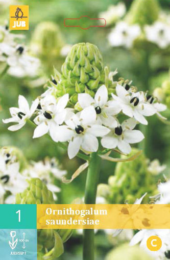 Karta - Snědek Saundersův (Ornithogalum) (1 cibule) "B"