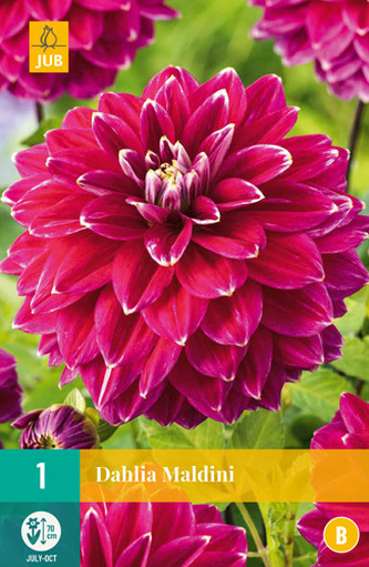 Karta - Jiřina MALDINI (1 hlíza) "B"