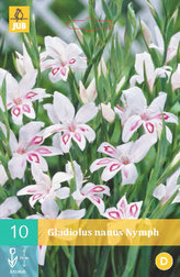 Karta - Mečík NYMPH (10 cibulí) "C"