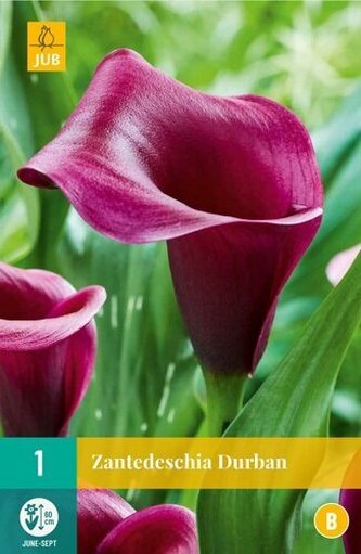 Karta - Kala (Kornoutice) Zantedeschia DURBAN (1 cibule) "B"