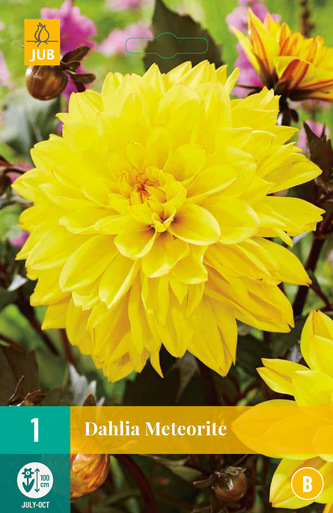 Karta - Jiřina METEORITE (1 hlíza) "B"