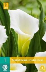 Karta - Kala (Kornoutice) Zantedeschia CRYSTAL CLEAR (1 cibule) "B"