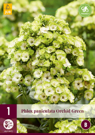 Karta - Plamenka PANICUL. ORCHID GREEN (1 hlíza) "B"
