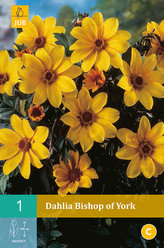 Karta - Jiřina BISHOP OF YORK  (1 hlíza) "B"