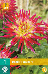 Karta - Jiřina BORA BORA (1 hlíza) "B"