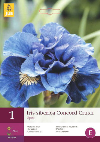 Karta - Kosatec SIBERICA CONCORD CRUSH (1 hlíza) "B"