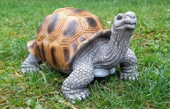 Želva polyston velká