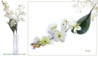 Orchidea větvička růžová