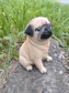 Mops polyston malý