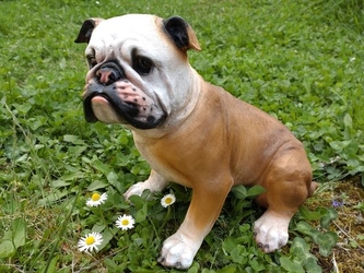 Buldog polyston Buldog polyston