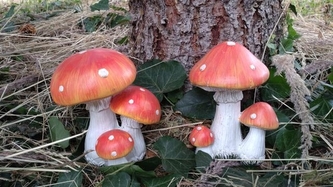 Muchomůrky poly rodinka