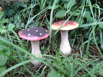 Houba polyston 11cm