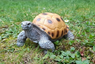 Želva polyston malá