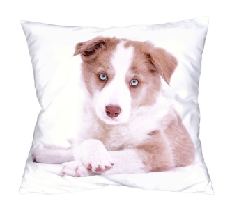 Fotonávlek, Modrooké štěňátko, 40 x 40 cm