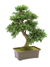Bonsai v truhlíku