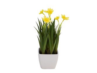Rozkvetlé narcisy, 23 cm