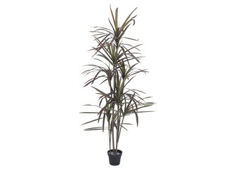 Dracena, zeleno-červená, 180 cm