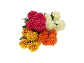 Chryzantéma puget 7 květů, mix barev